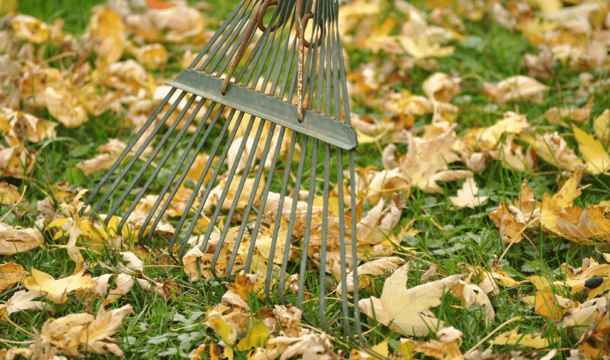 FALL CLEANOUT
